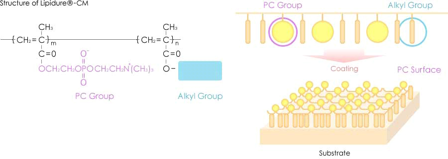 Structure of Lipidure