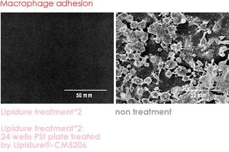 Macrophage adhesion
